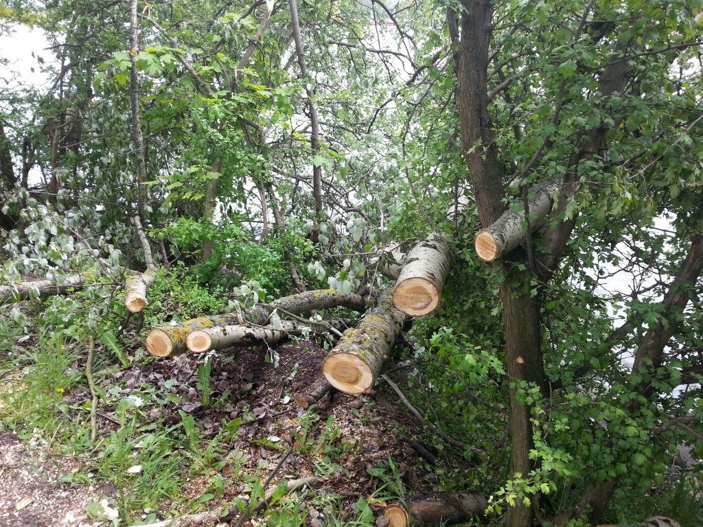 połamane drzewa 
