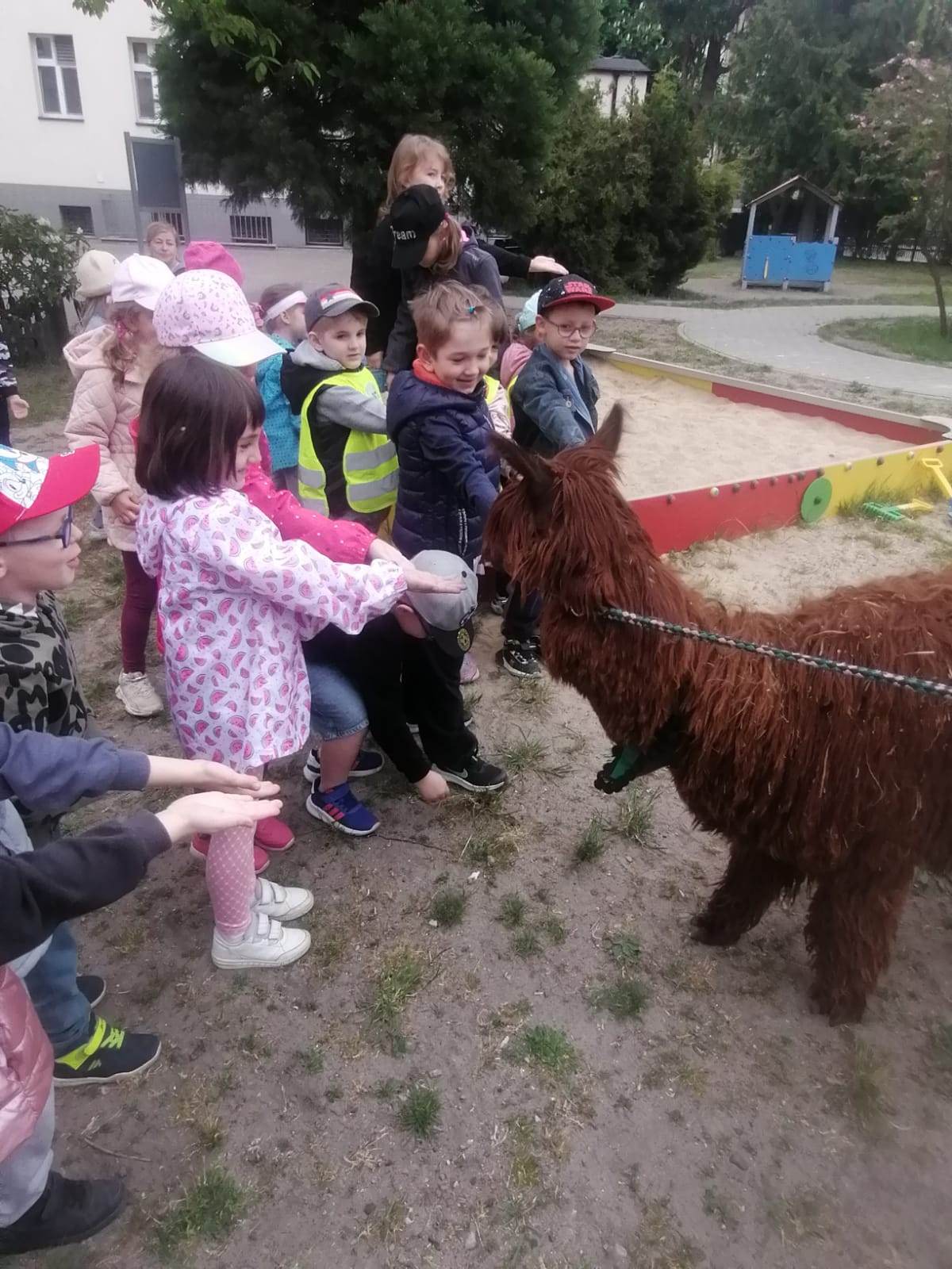 Świnoujście - Alpaki w przedszkolu