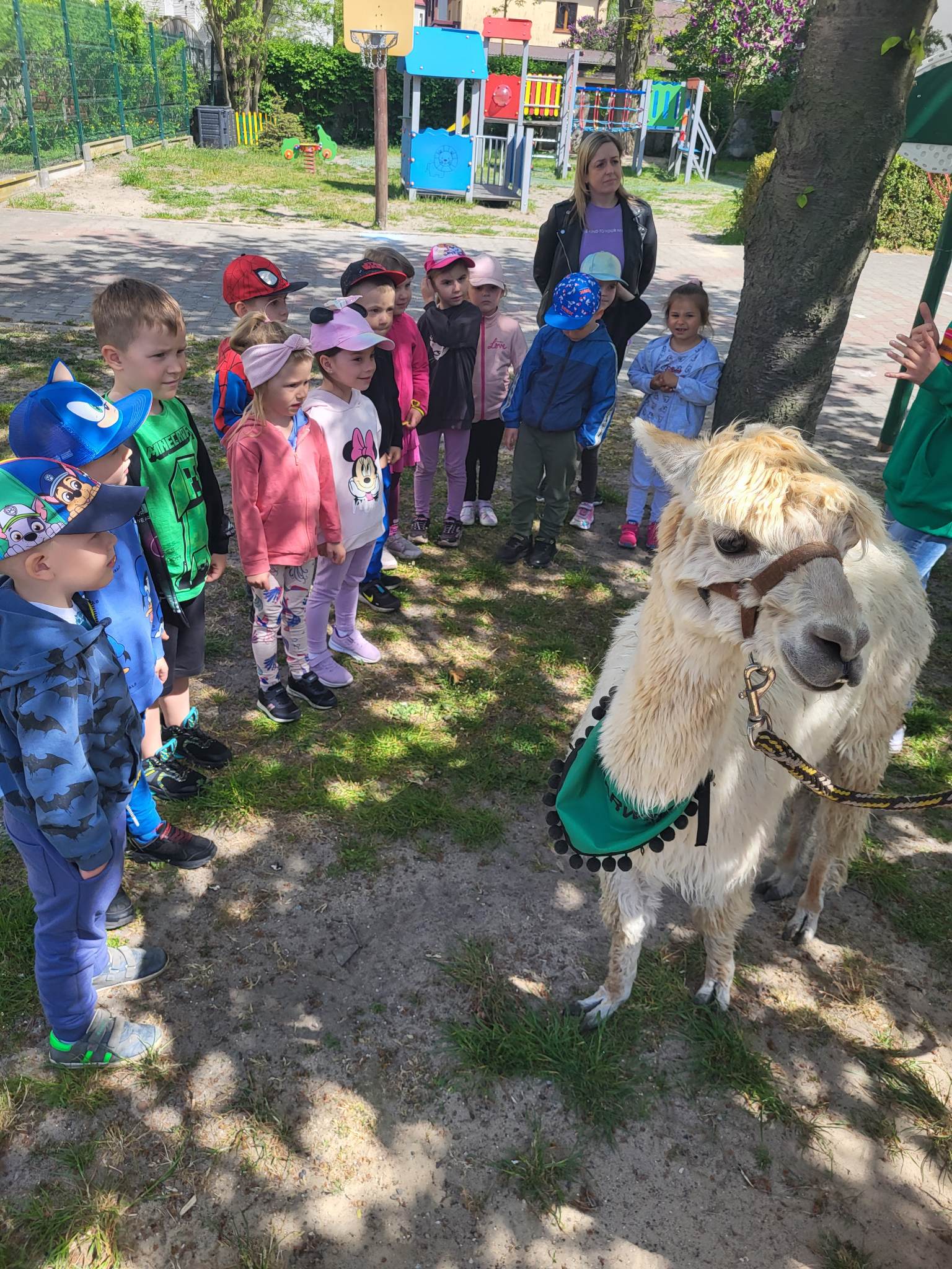 Świnoujście - Alpaki w przedszkolu